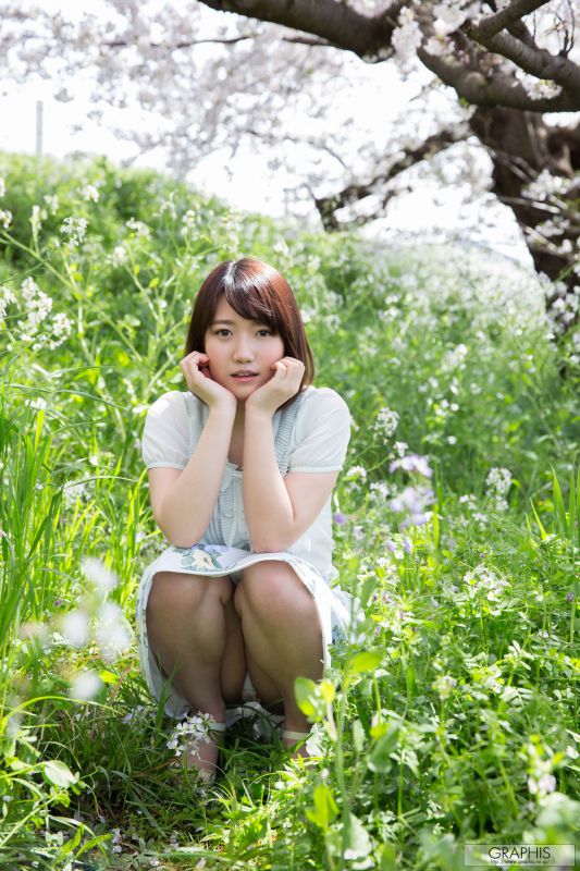菊川三叶菊川みつ葉 『 Fresh seedlings 』