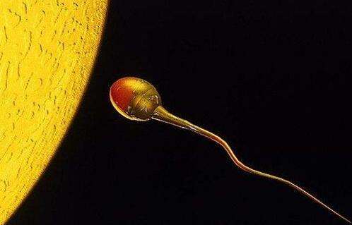  超级精子会影响生育吗