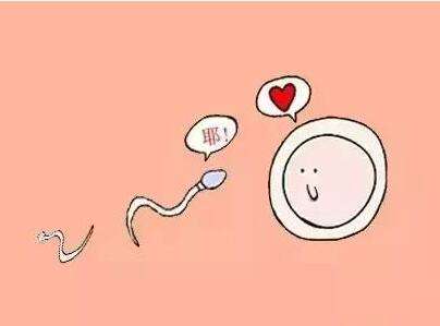  超级精子会影响生育吗