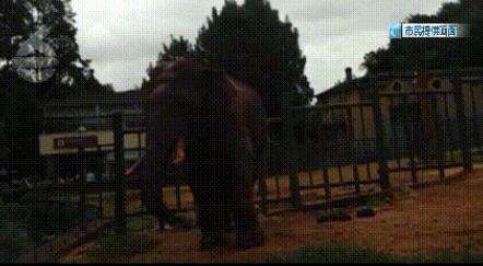 游客用裹塑料袋苹果投喂大象 具体是什么情况?