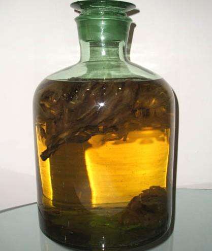 壮阳补肾中药酒