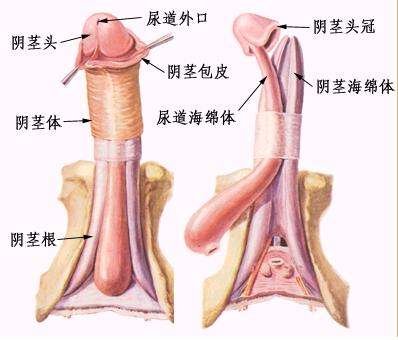 男人“小弟弟”形状大公开（全图）
