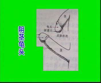 男人“小弟弟”形状大公开（全图）