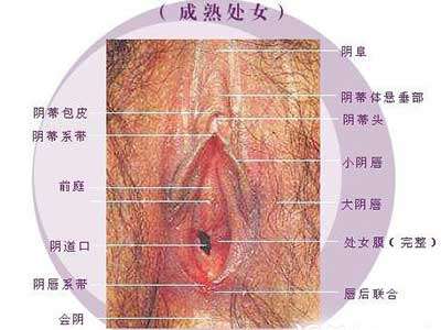 史上最震撼的生殖器图