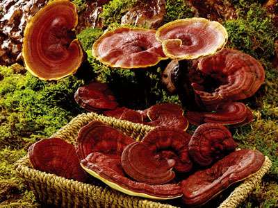 jpg 6462-110Z5114Z663.jpg