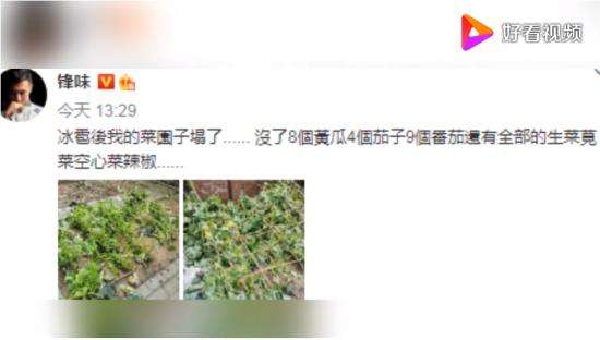 谢霆锋的菜园子塌了 锋哥要考虑一下大棚吗?