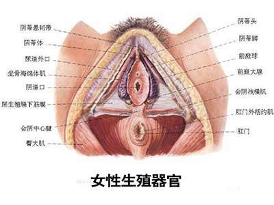 史上最震撼的生殖器图