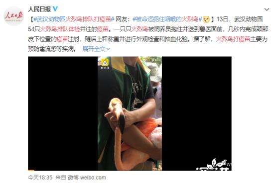 火烈鸟排队体检打疫苗什么情况？火烈鸟排队体检打疫苗什么样子？